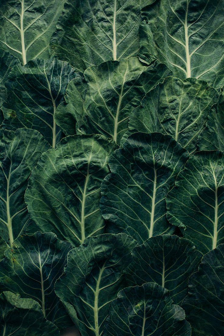 Green Patch: Vibrant Veggie and Herb Combo